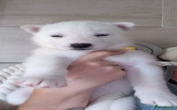 Siberian Husky dogs for sale: Siberian huskys READY NOW 1 boy 1 girl. - Image 11
