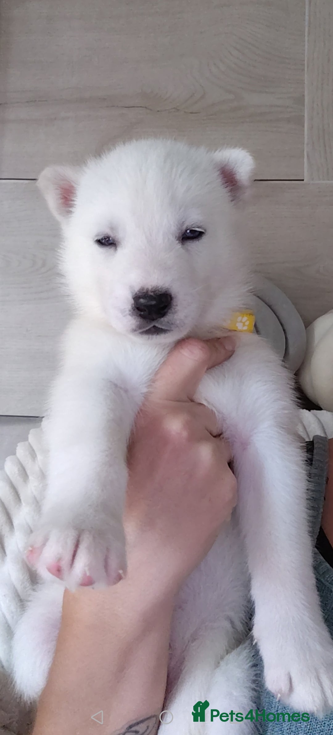 Siberian Husky dogs for sale: Siberian huskys READY NOW 1 boy 1 girl. - Image 11