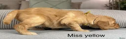 Goldendoodle dogs for sale: HEREDITARY HEALTH TESTED MUM. DNA TESTED DAD - Advert 17