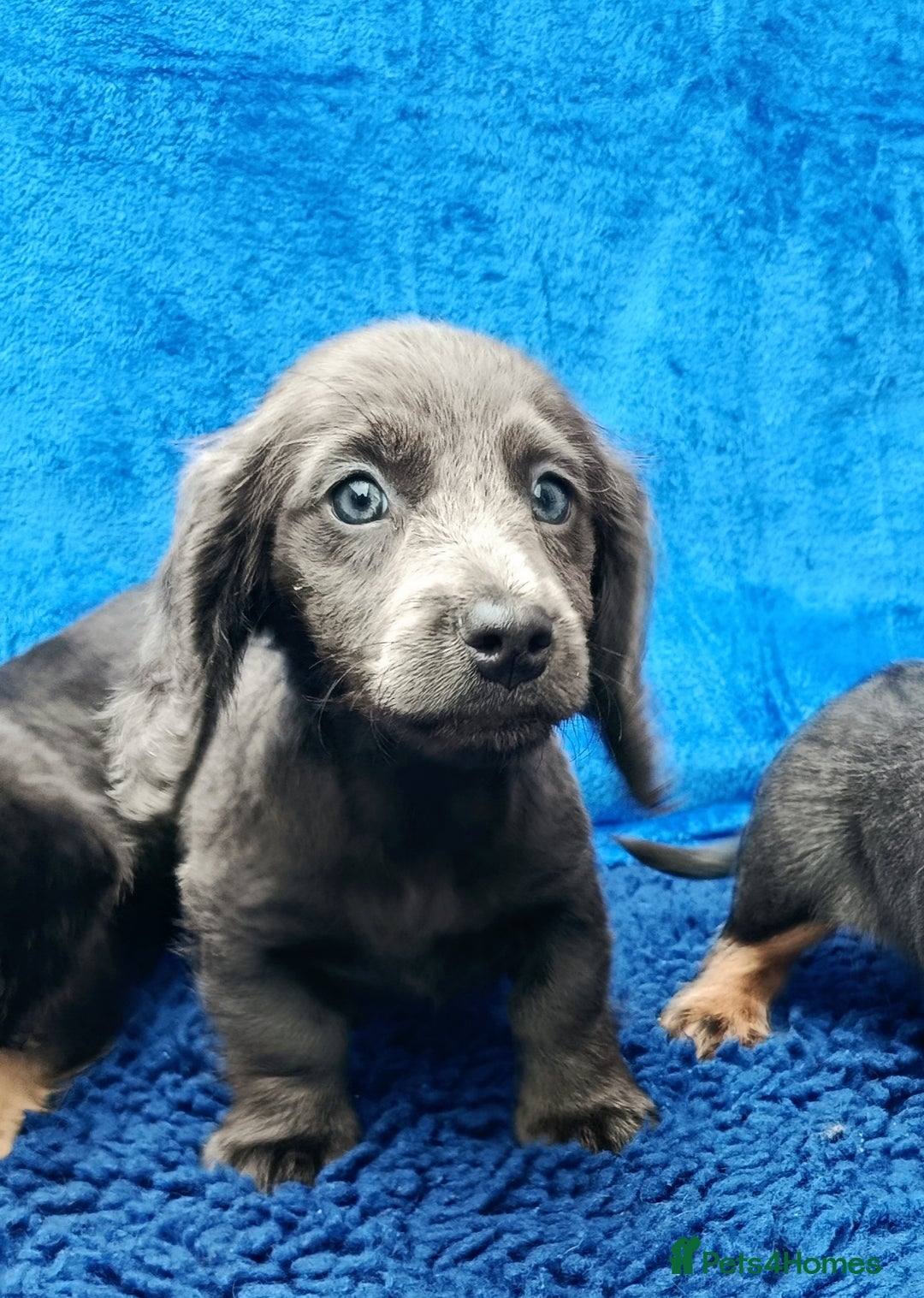 Miniature Dachshund dogs for sale: LONG HAIRED MINI KC REG PRA CLR  - Image 11