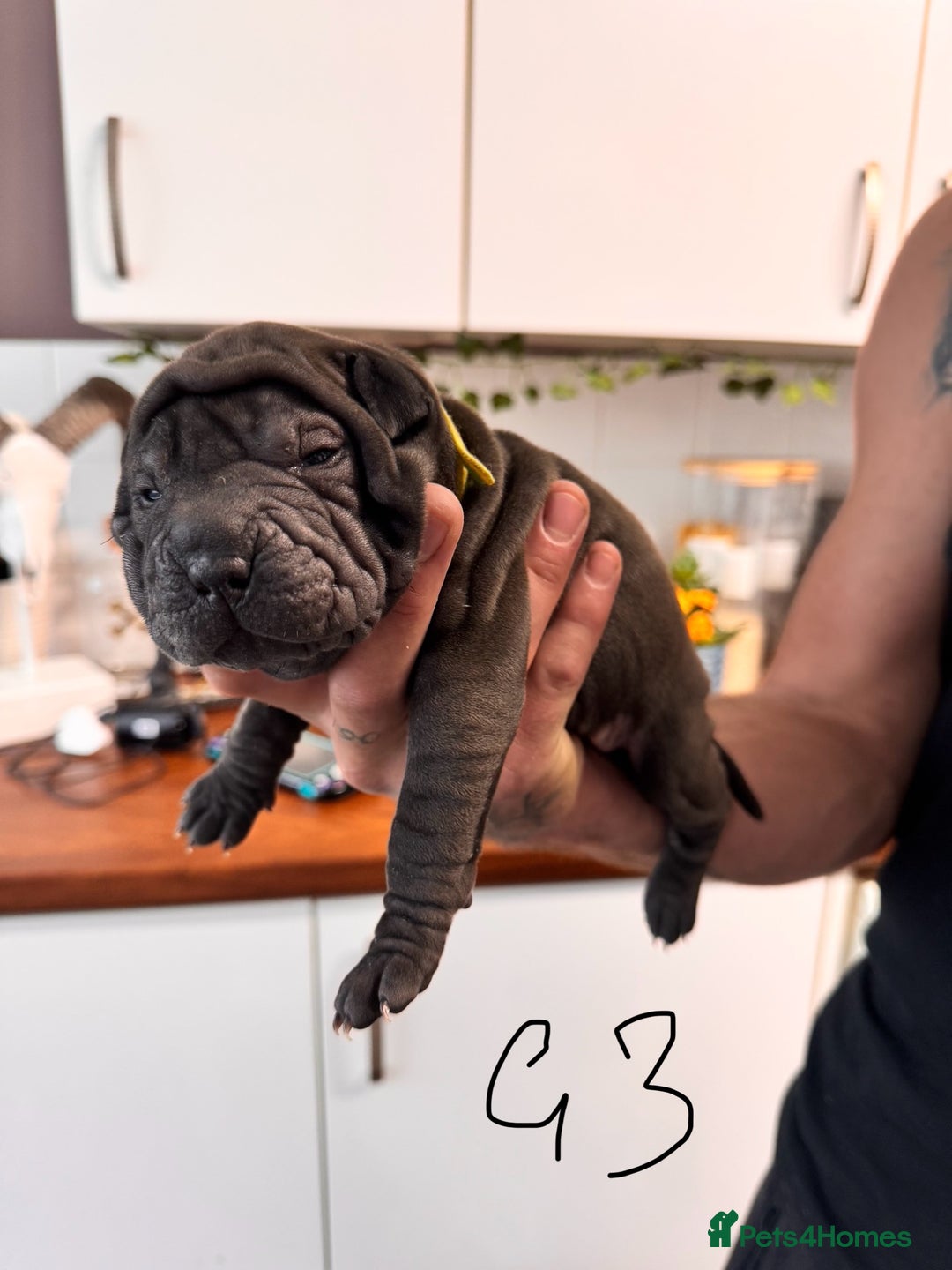 Shar Pei dogs for sale: Sharp pie puppies  - Image 6