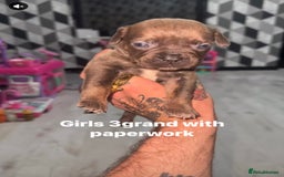 Mixed Breed dogs for sale: Beautiful 5 girls & 2 boys  - Image 5