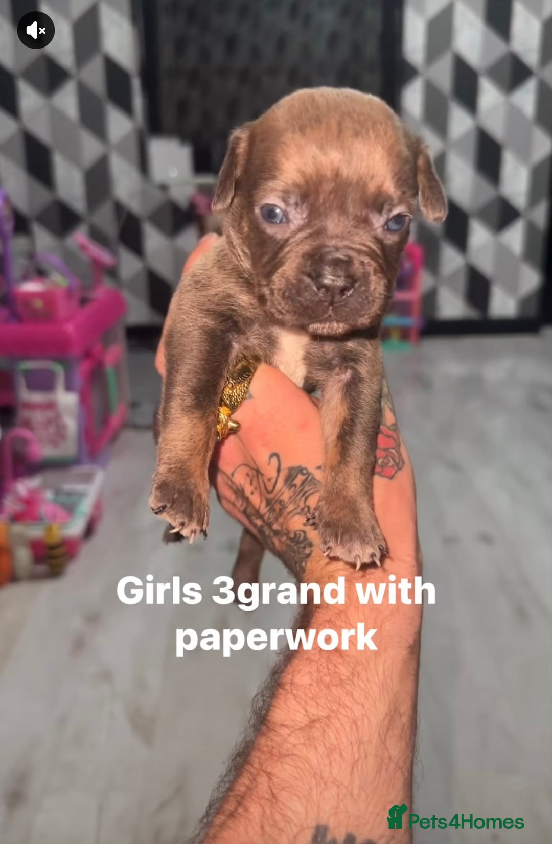 Mixed Breed dogs for sale: Beautiful 5 girls & 2 boys  - Image 5