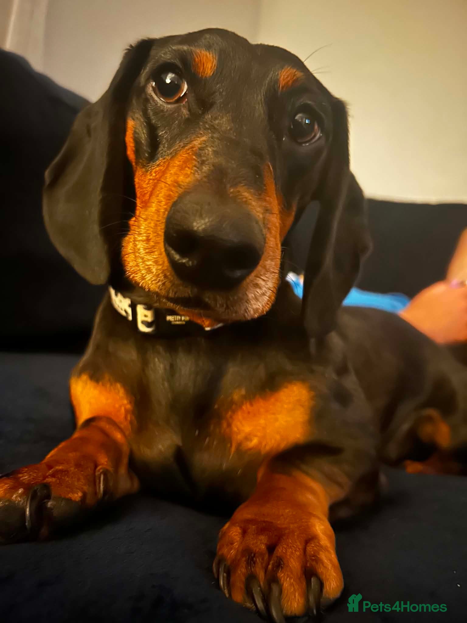 Dachshund dogs Dog to rehome - Advert 7