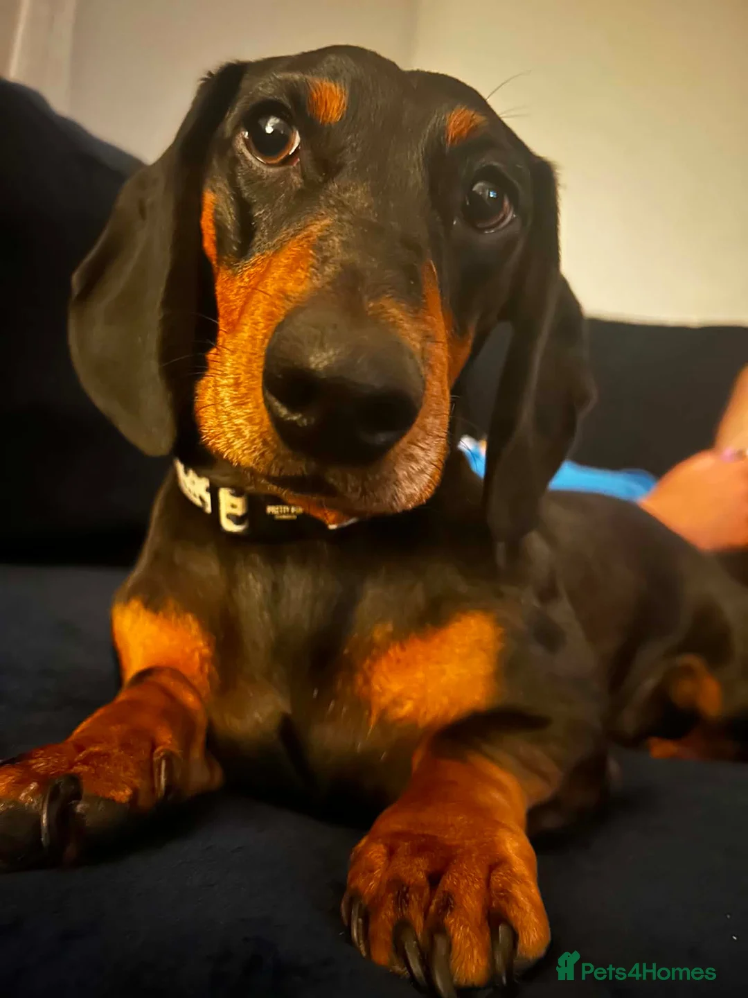 Dachshund dogs for sale: Dog to rehome - Advert 1