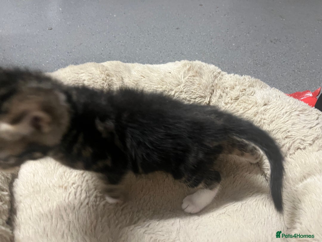 Mixed Breed cats for sale: 🐾 Beautiful 6week old mix tabby Kittens - Advert 18