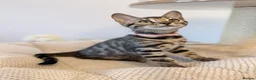 Bengal cats for sale: Exceptional Bengal Kittens Ready Now  - Advert 26
