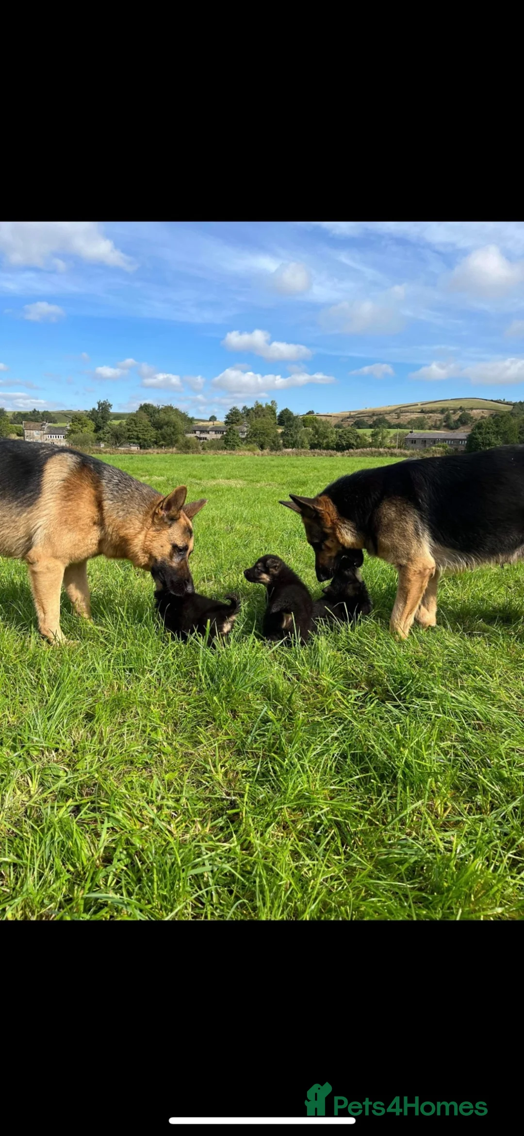 German Shepherd dogs for sale: 3 female German Shepard pups in Littleborough - Advert 2