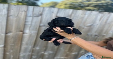 Cockapoo dogs - Advert 14