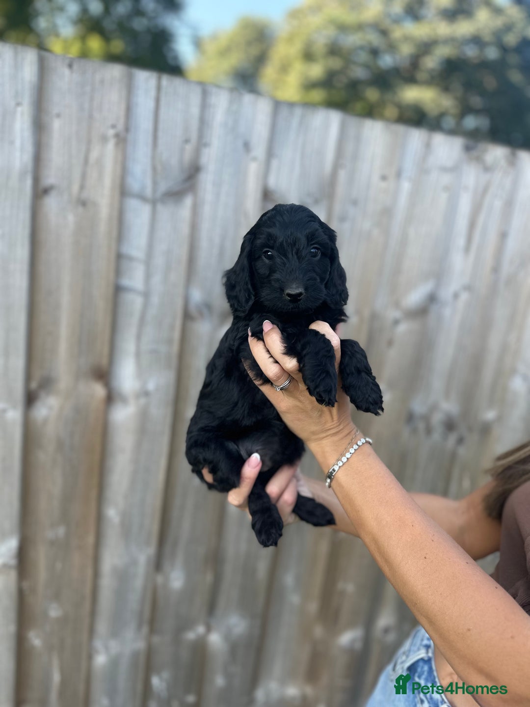 Cockapoo dogs for sale: Quality Cockapoo pups 2 x black boys - Image 2