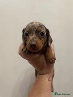 Dachshund dogs - Advert 5