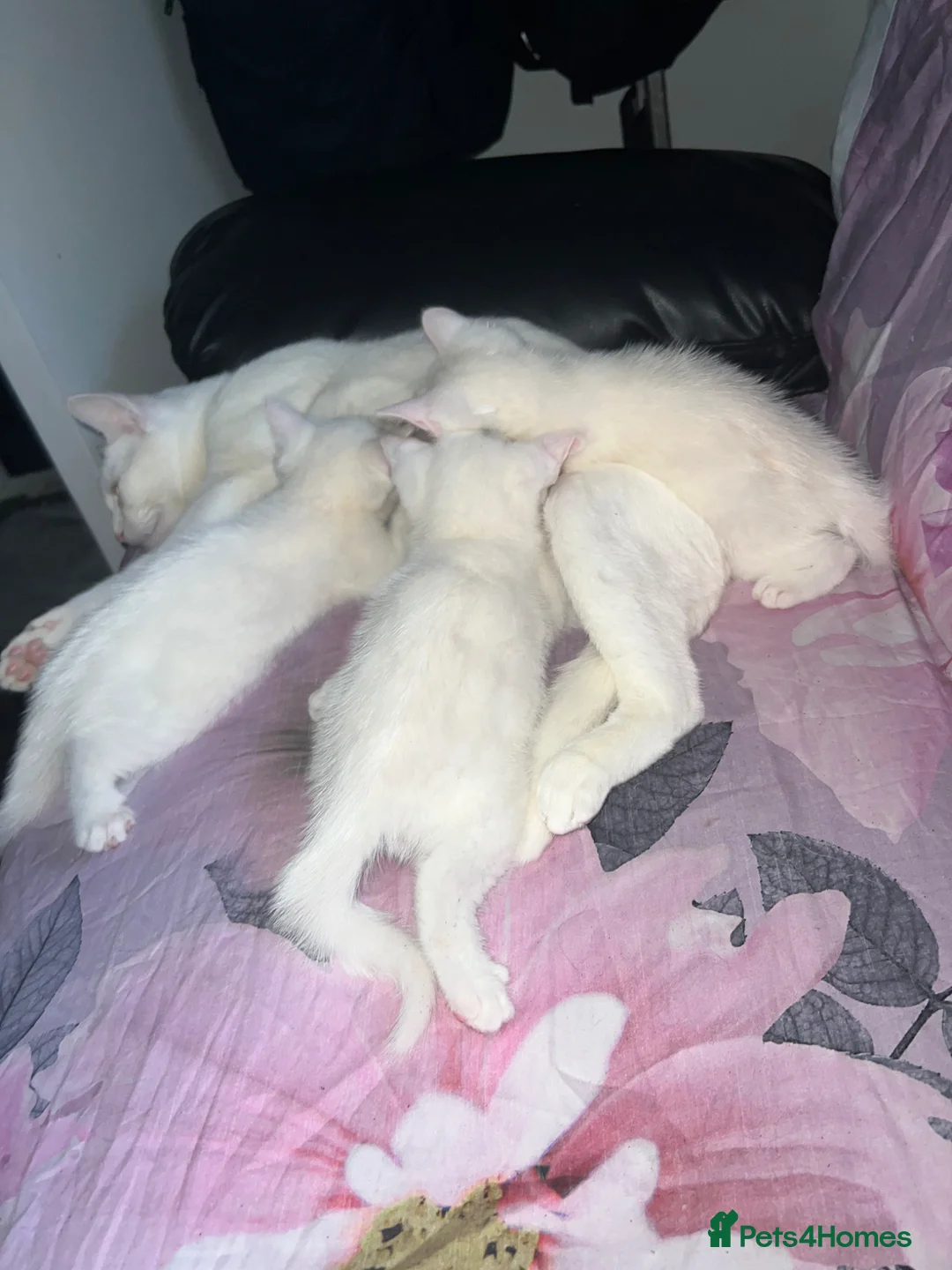 Domestic Shorthair cats for sale: 3 Beautiful White Kittens for Sale  - Advert 1
