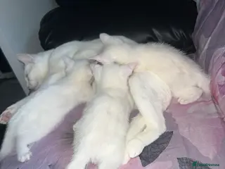 Domestic Shorthair cats 3 Beautiful White Kittens for Sale - Advert 8