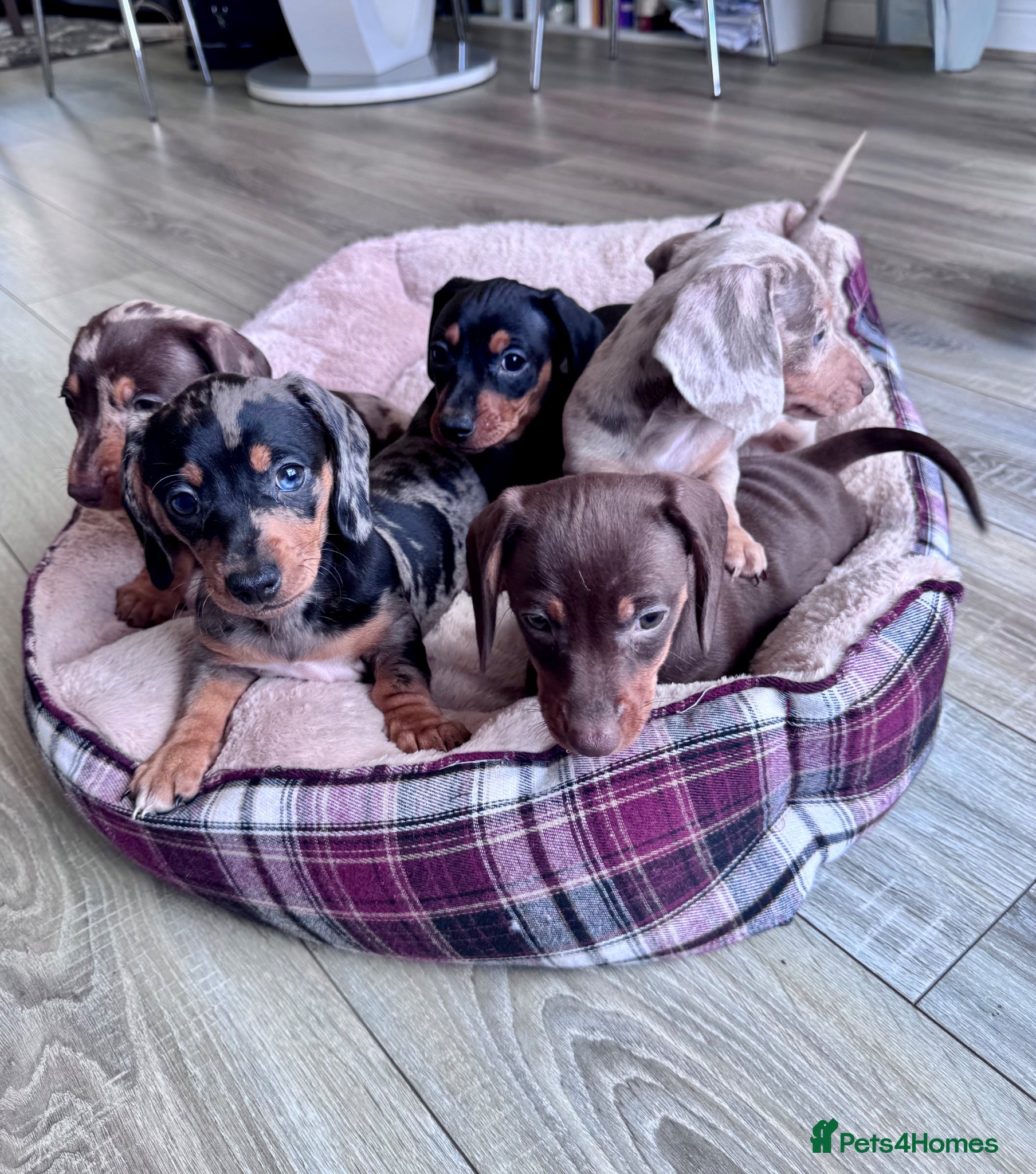 Dachshund dogs 5 beautiful Dachshund puppies - Advert 16
