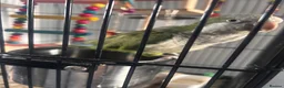 Parakeets birds for sale: Quaker in Sleaford - Advert 1