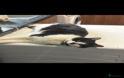 Domestic Shorthair cats for sale: Beautiful boy looking for a home - Image 3