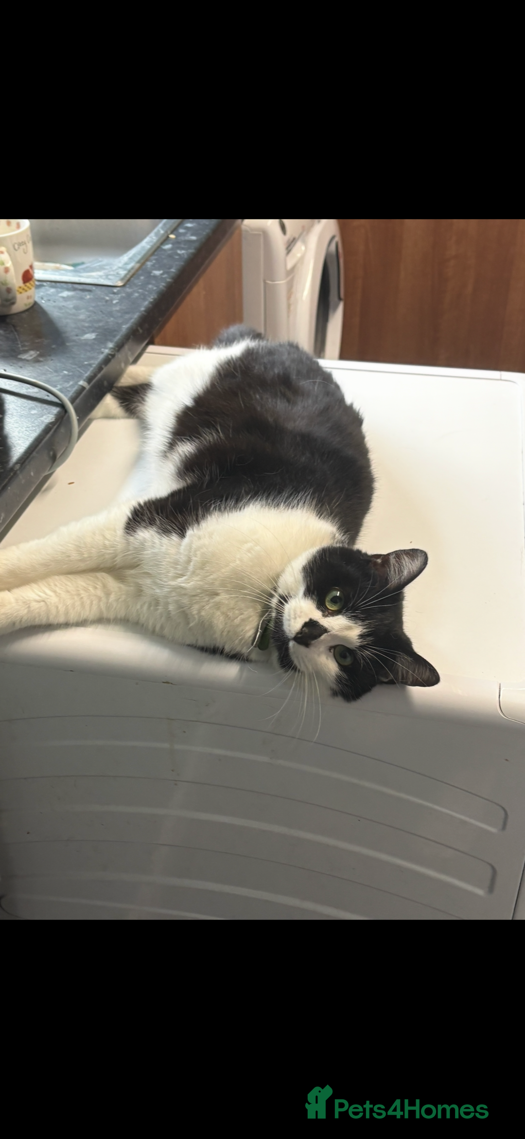 Domestic Shorthair cats for sale: Beautiful boy looking for a home - Image 3