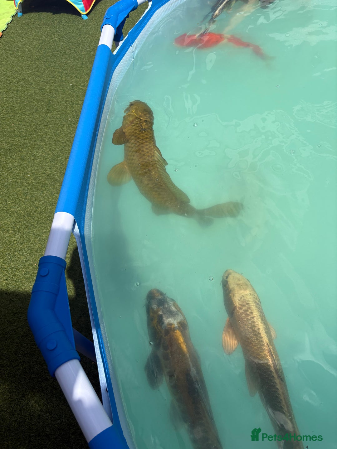Koi Carp fish for sale: Japanese koi carp - Image 8
