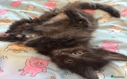 Maine Coon cats for sale: Ginger / tri colour pure Maine coon kittens  - Image 8