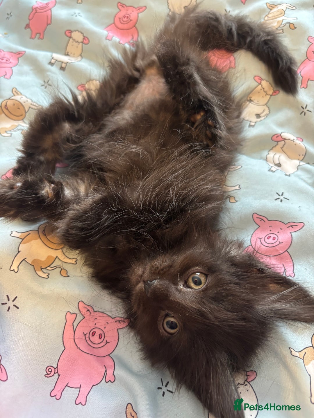 Maine Coon cats for sale: Ginger / tri colour pure Maine coon kittens  - Image 8