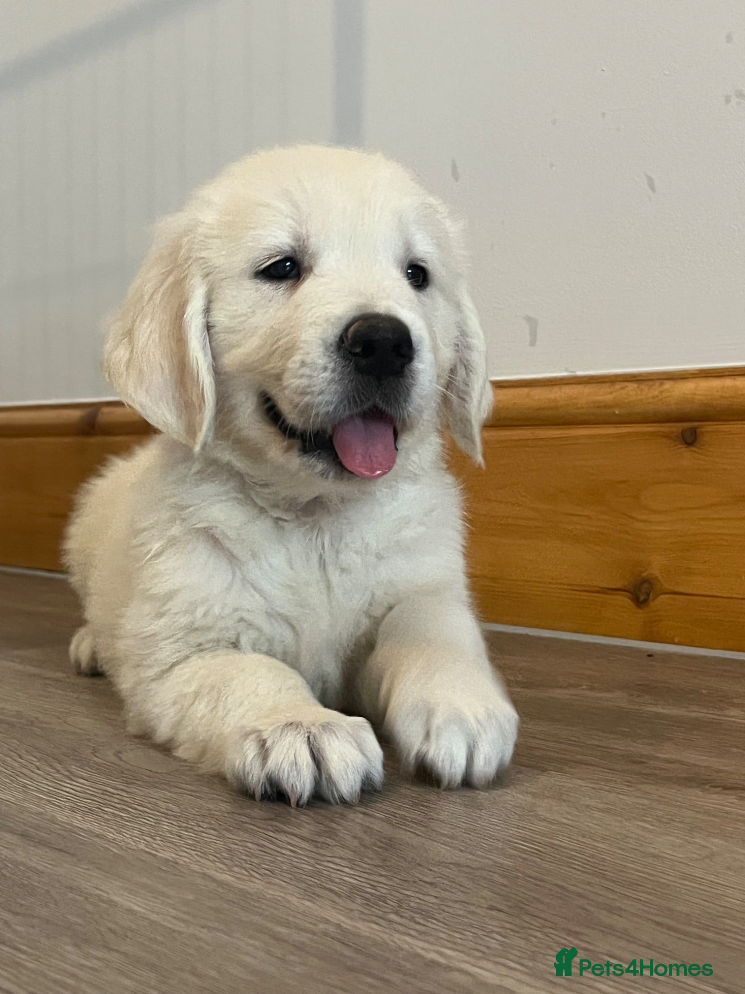 Golden Retriever dogs KC Old English Cream Golden Retrievers - Advert 1
