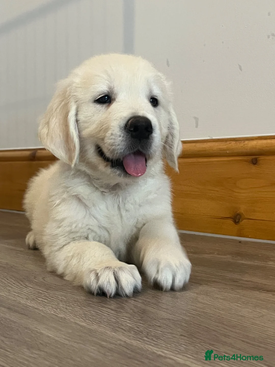 Golden Retriever dogs for sale: KC Old English Cream Golden Retrievers - Advert 2