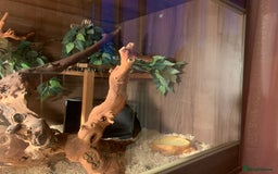 Corn Snake reptiles for sale:  Zep the cornsnake - Image 3