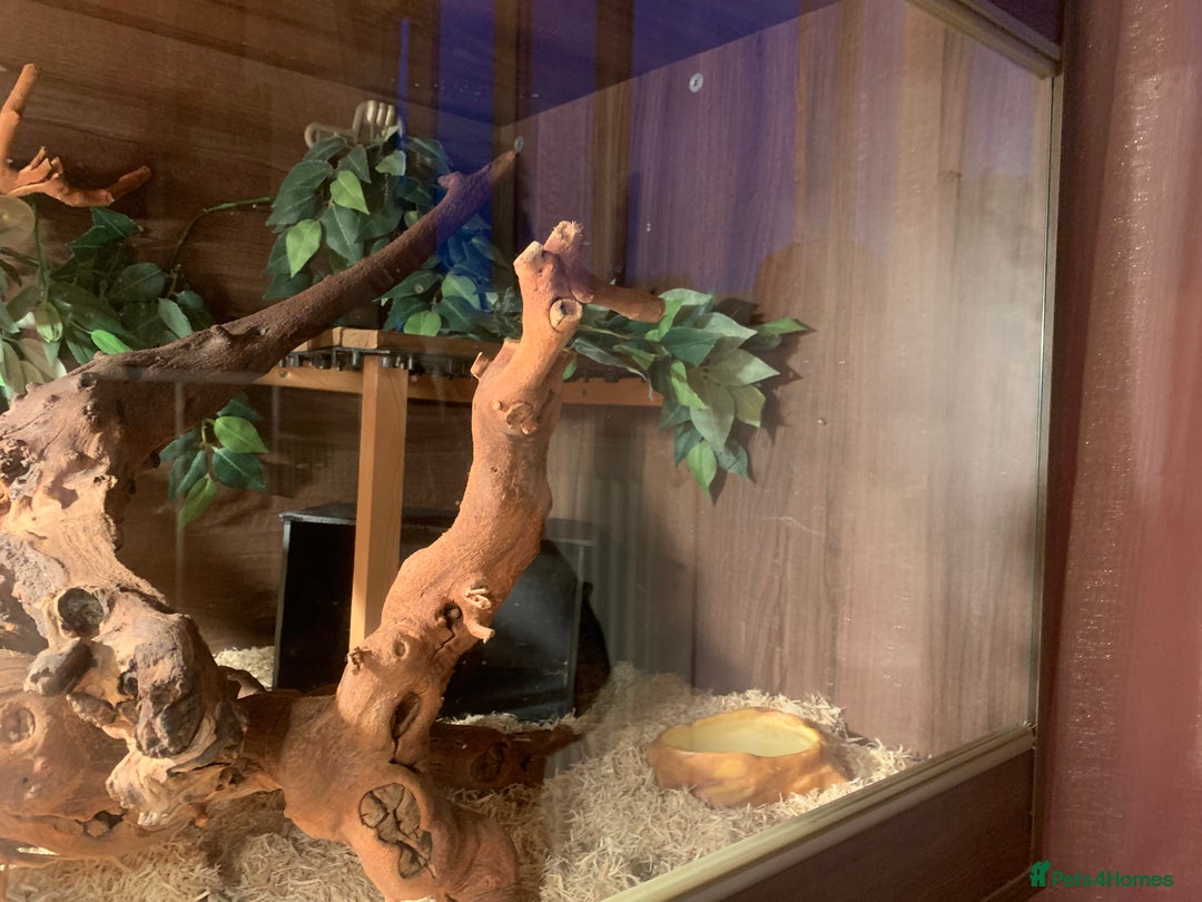 Corn Snake reptiles for sale:  Zep the cornsnake - Image 3
