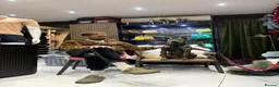 Thai Ridgeback dogs for sale: Vietnamese Ridgeback male in London - Advert 4