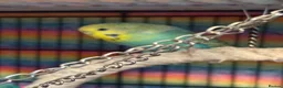 Budgerigars birds for sale: Baby Budgies’s for sale - Advert 12