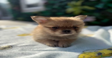 Mixed Breed dogs - Advert 10