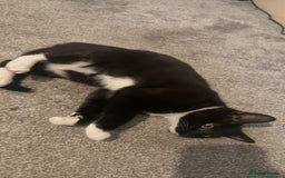 Mixed Breed cats for sale: Mixed breed cat  - Image 5