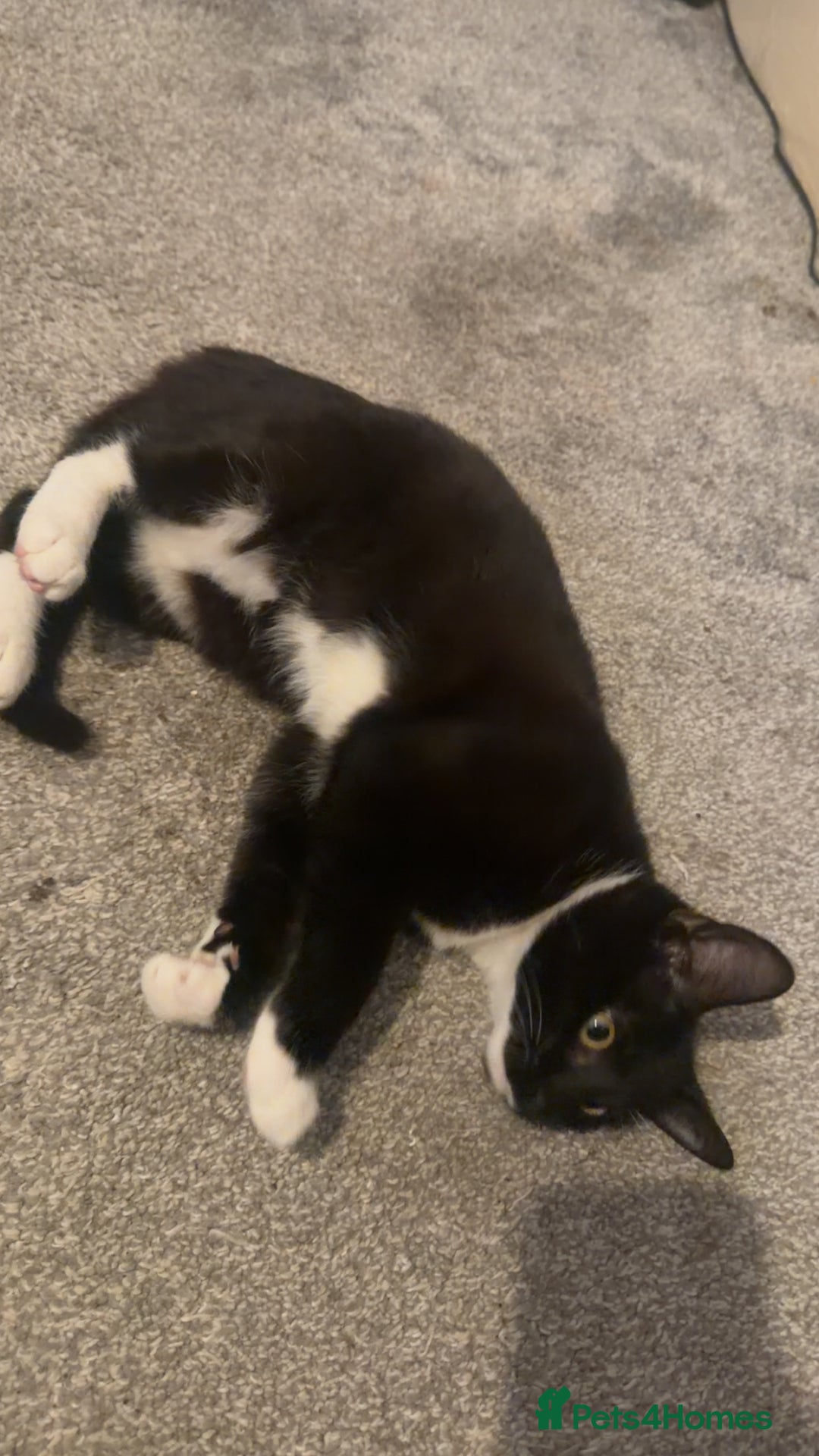 Mixed Breed cats for sale: Mixed breed cat  - Image 5