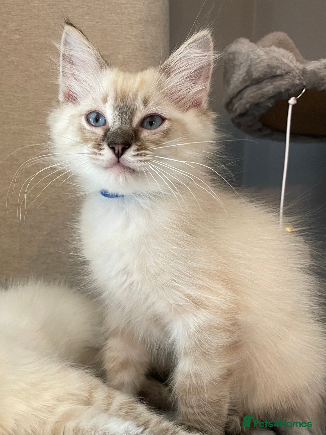 Ragdoll cats for sale: Ragdoll Kittens one girl one boy READY NOW  - Image 10