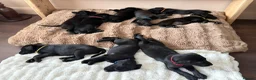 Labrador Retriever dogs for sale: Labrador Puppies - Advert 12
