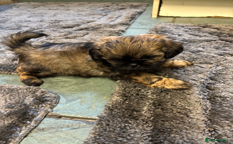 Shih Tzu dogs Last gorgeous Shih Tzu boy puppy  - Advert 3