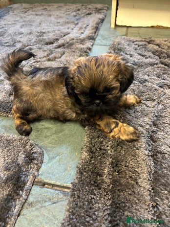 Shih Tzu dogs Last gorgeous Shih Tzu boy puppy - Advert 3