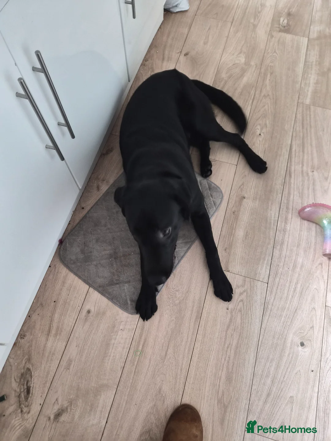 Labrador Retriever dogs for sale: For sale - Advert 1