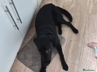 Labrador Retriever dogs For sale - Advert 14