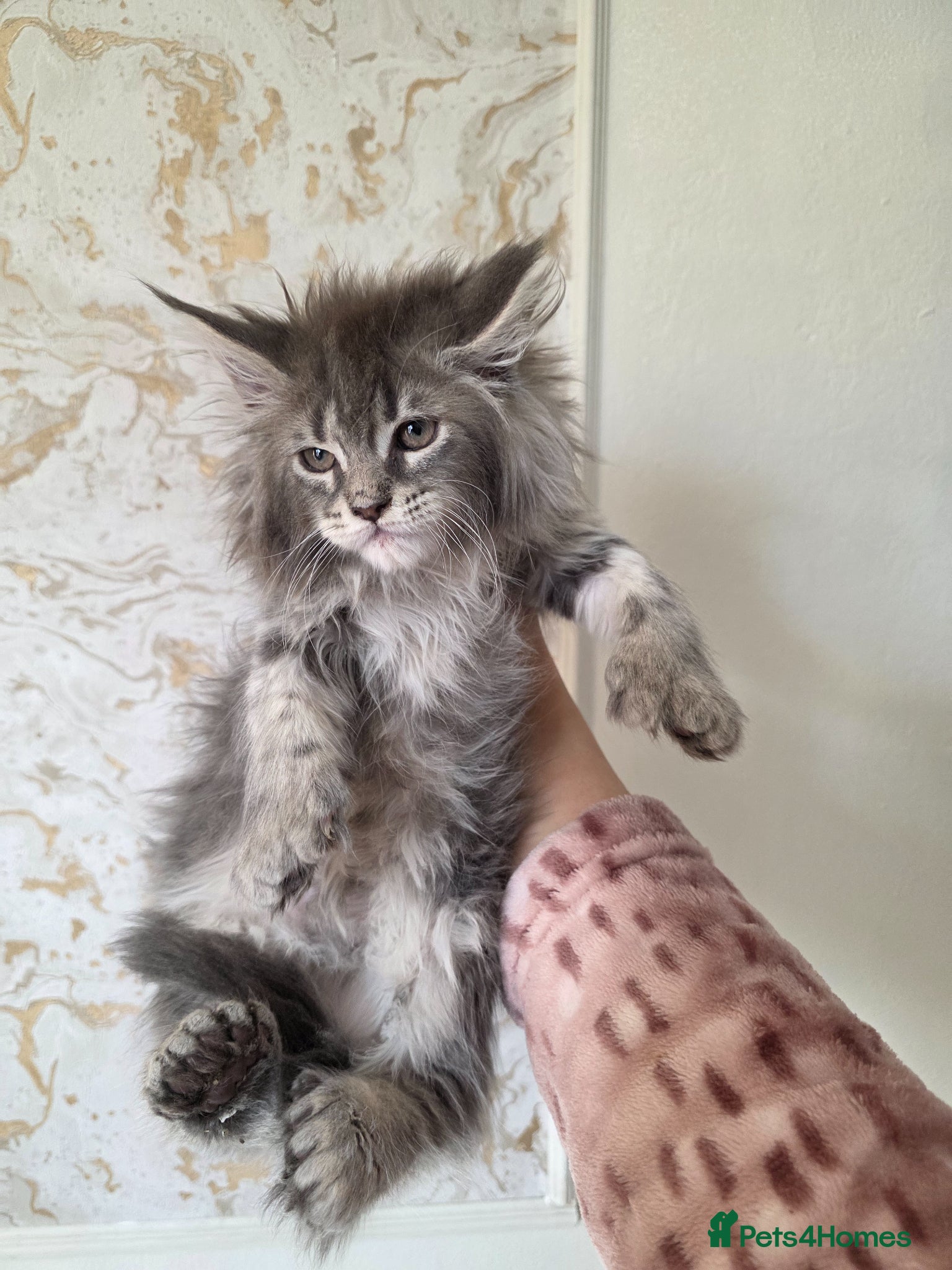 Maine Coon cats 🏅Polydactyl maine coon kitten🏅 - Advert 10