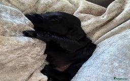 Cocker Spaniel dogs for sale: Cocker spaniel puppies for sale  - Image 10