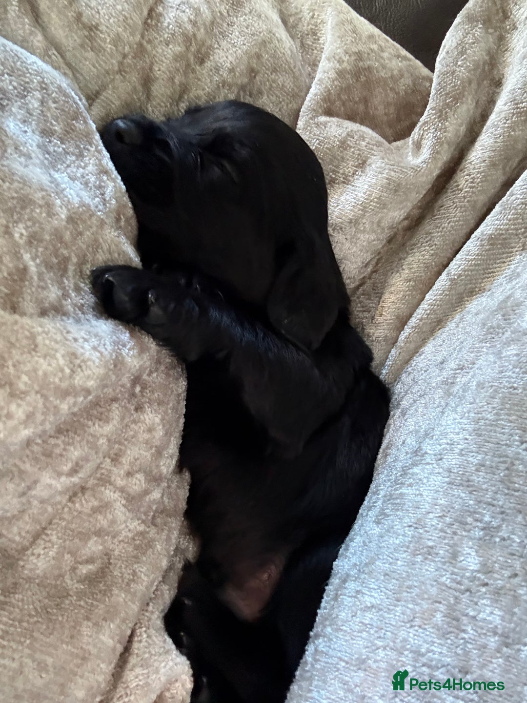 Cocker Spaniel dogs for sale: Cocker spaniel puppies for sale  - Image 10