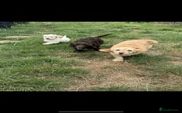 Cockapoo dogs for sale: F1 beautiful  cockapoo puppy’s  - Image 15