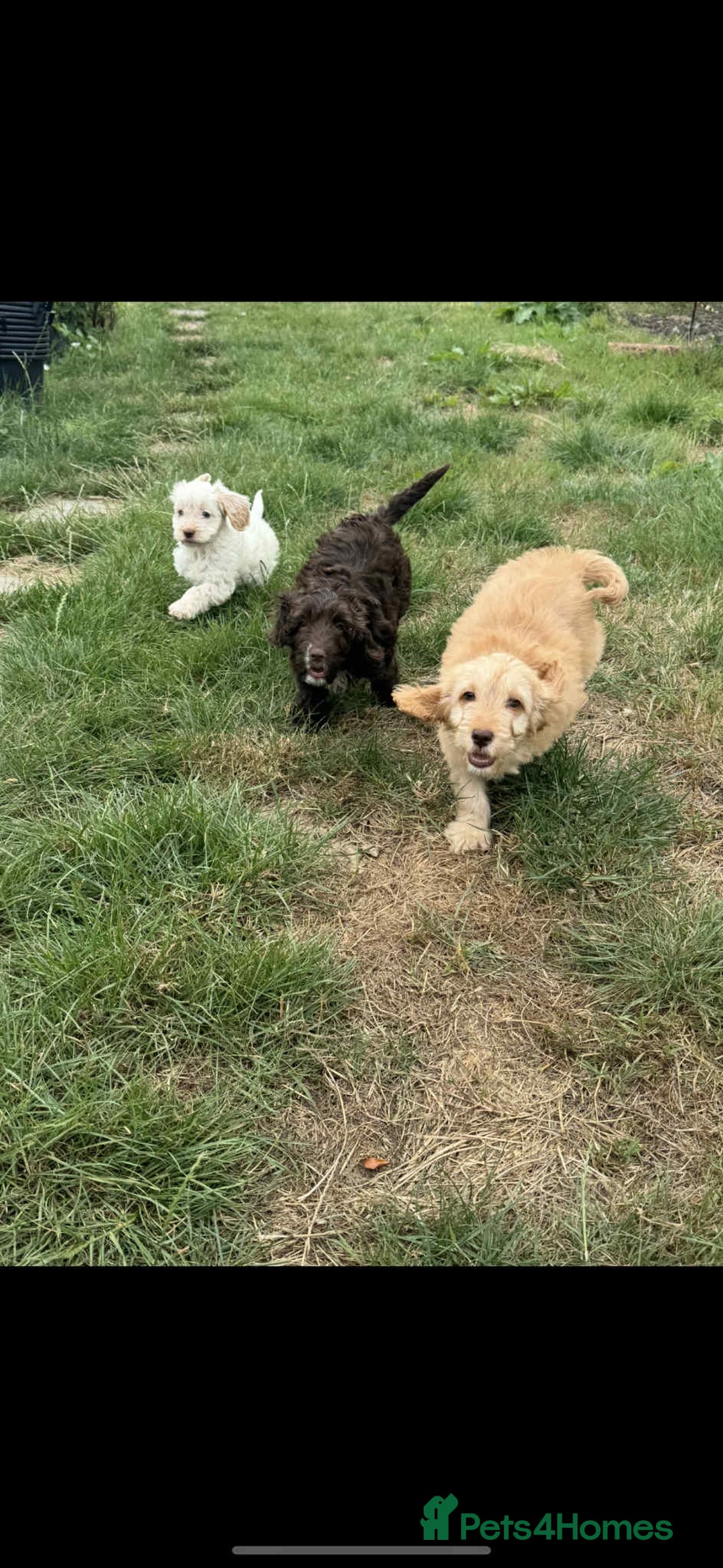Cockapoo dogs for sale: F1 beautiful  cockapoo puppy’s  - Image 15