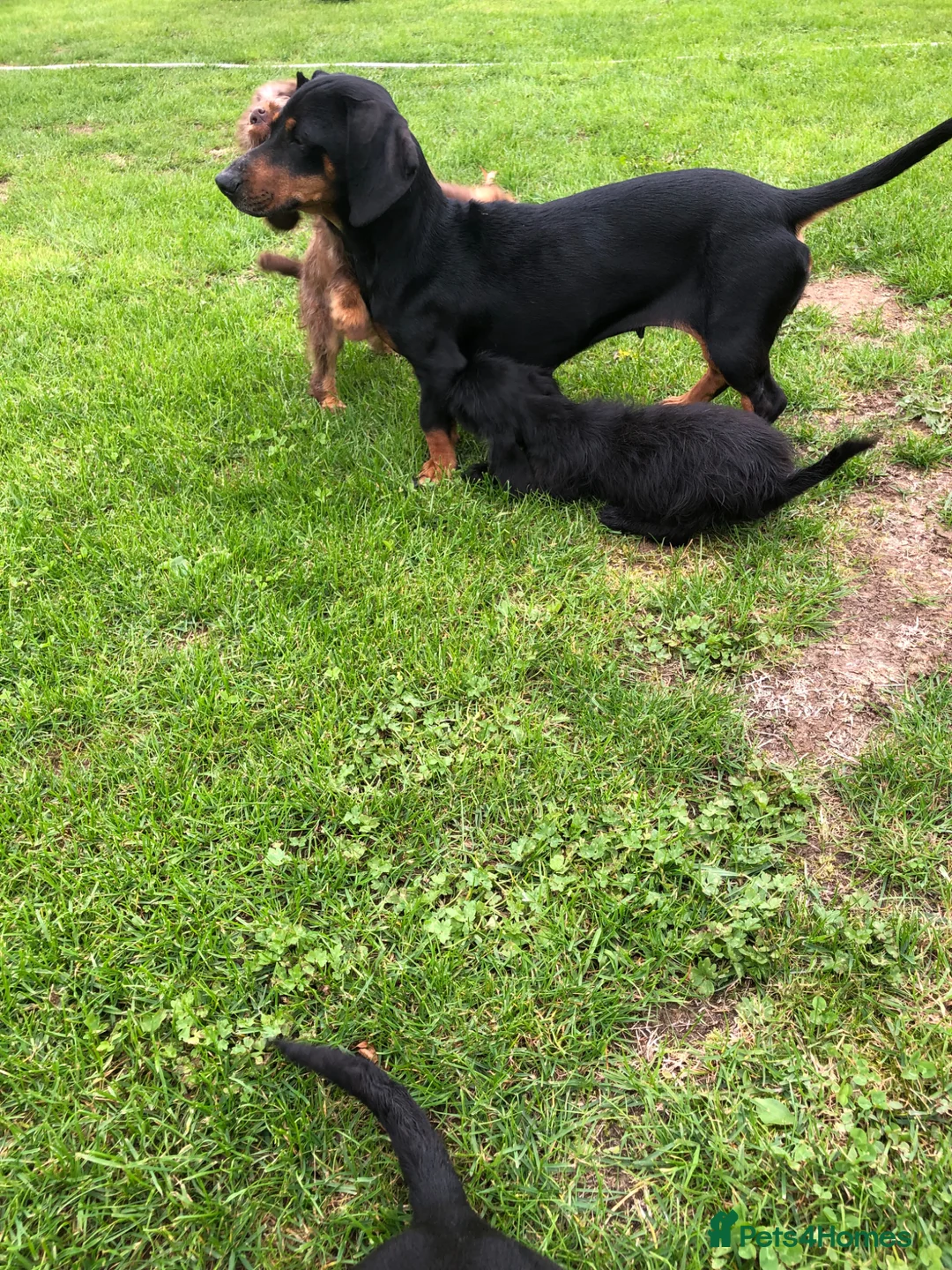 Mixed Breed dogs for sale: Dachshund cross puppies for sale  - Advert 1
