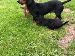 Mixed Breed dogs Dachshund cross puppies for sale - Advert 2
