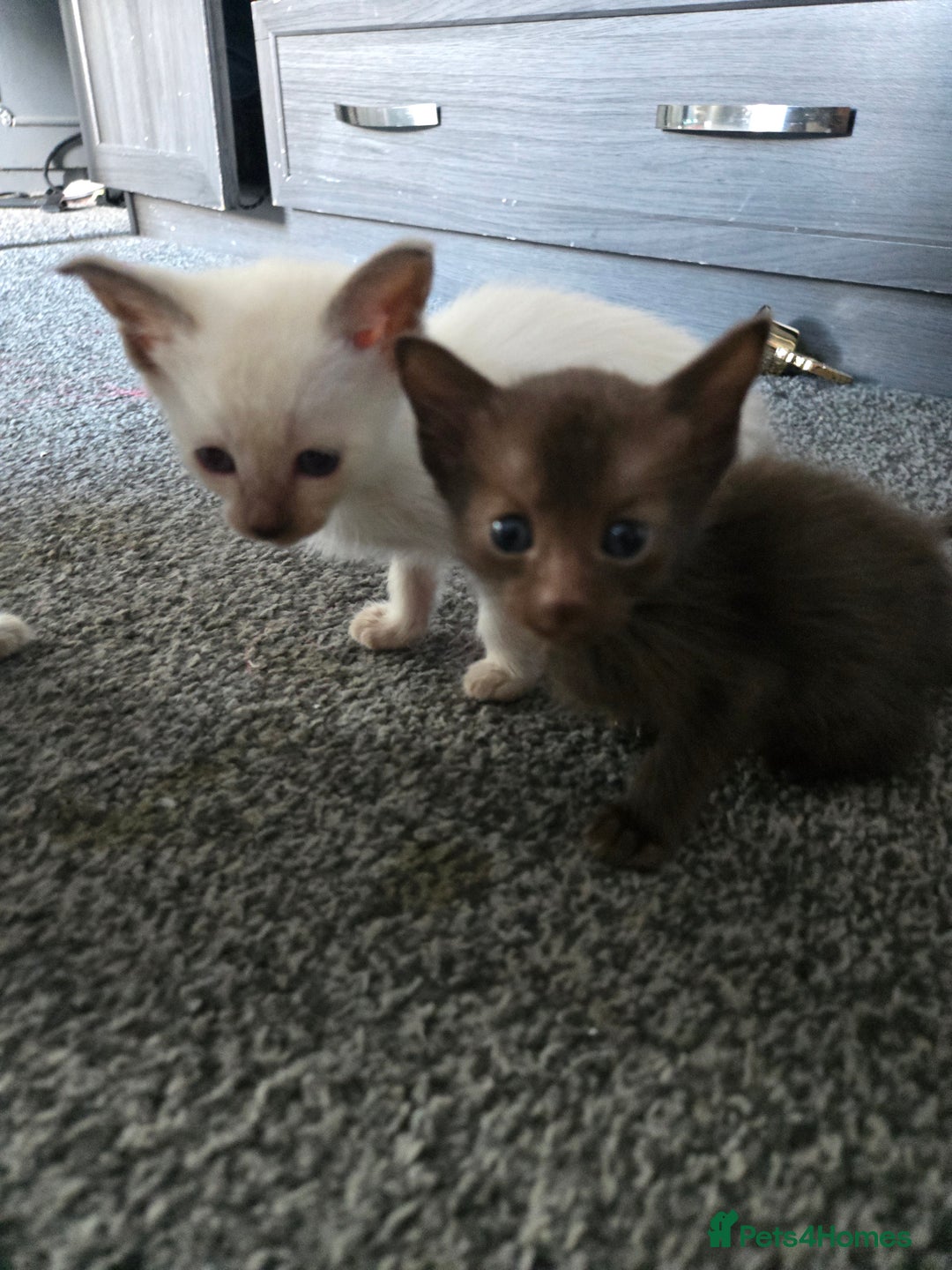 Siamese cats for sale: 2 chocolate point siamese girls and one Havana boy - Image 8