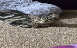 Domestic Shorthair cats for sale: Domestic shorthair - Image 5