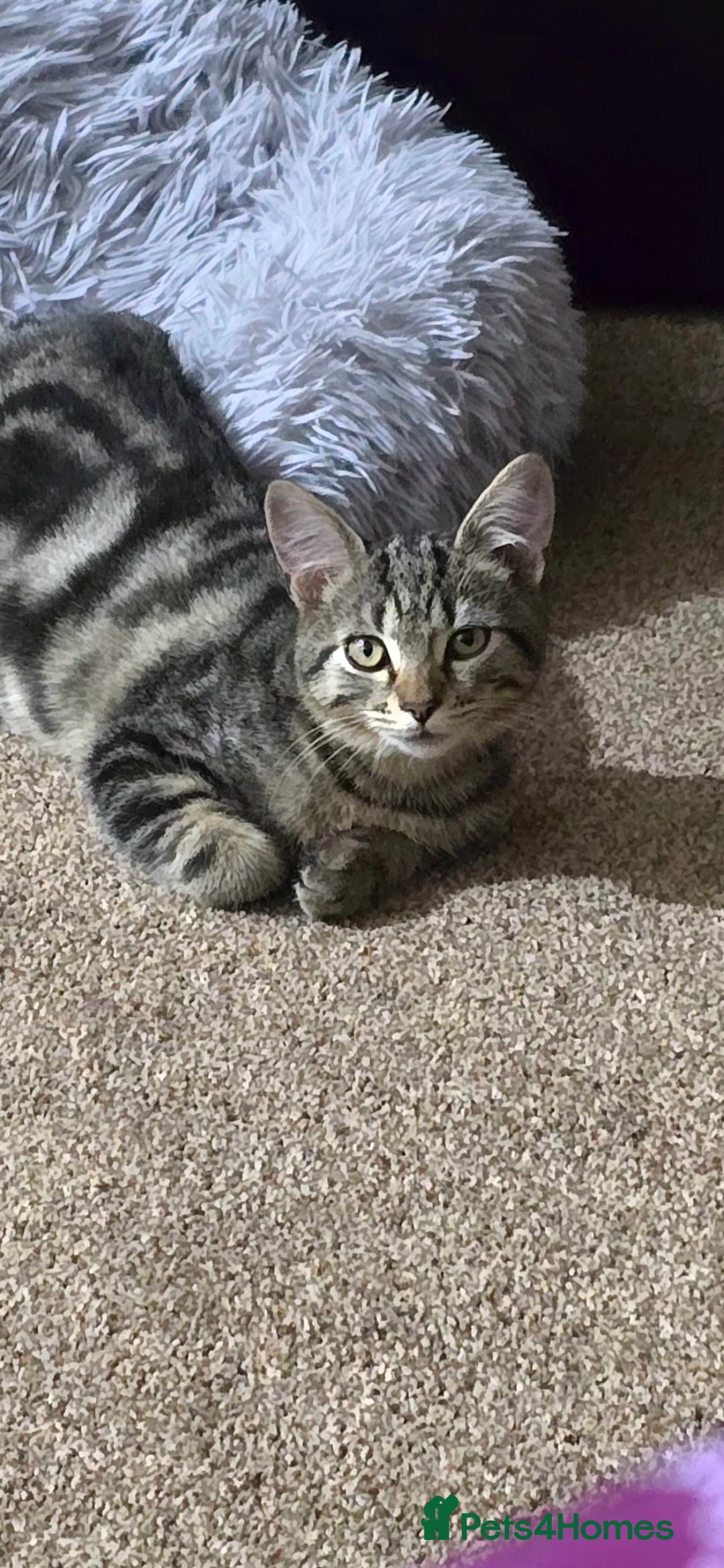 Domestic Shorthair cats for sale: Domestic shorthair - Image 5