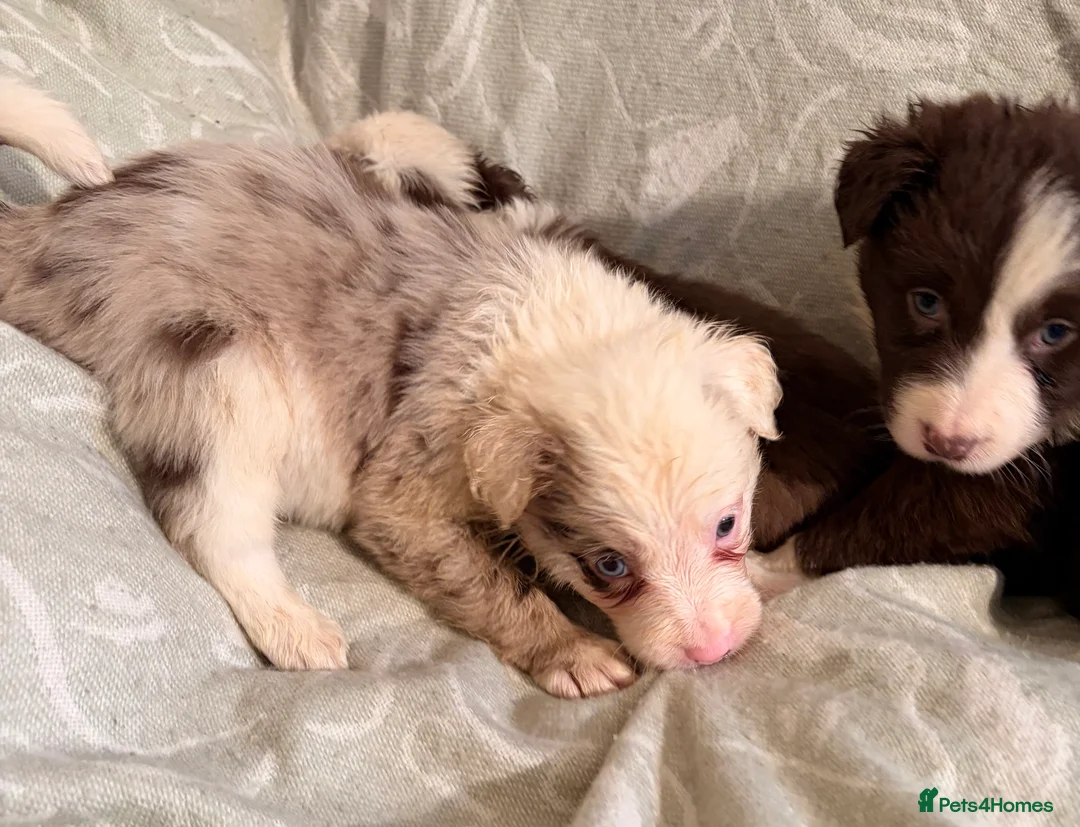 Border Collie dogs for sale: HEALTH TESTED CLEAR PARENTS BORDER COLLIE PUPS - Advert 22
